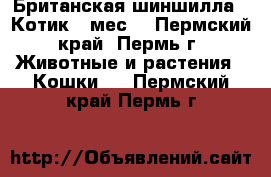 Британская шиншилла.  Котик 8 мес. - Пермский край, Пермь г. Животные и растения » Кошки   . Пермский край,Пермь г.